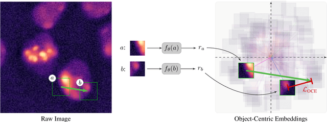 Figure 3 for Unsupervised Learning of Object-Centric Embeddings for Cell Instance Segmentation in Microscopy Images