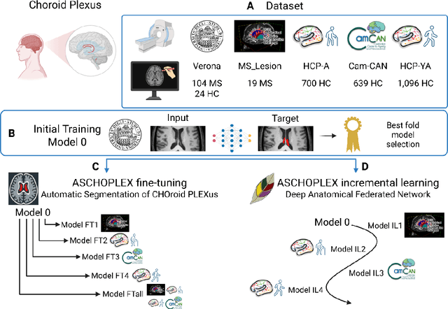Figure 1 for ASCHOPLEX encounters Dafne: a federated continuous learning project for the generalizability of the Choroid Plexus automatic segmentation