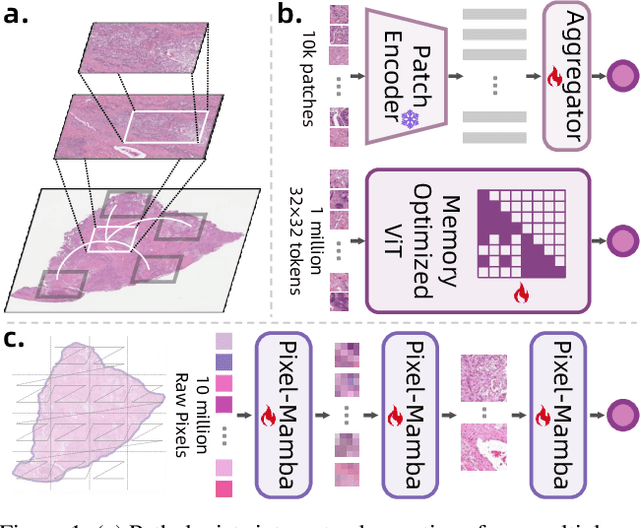 Figure 1 for From Pixels to Gigapixels: Bridging Local Inductive Bias and Long-Range Dependencies with Pixel-Mamba