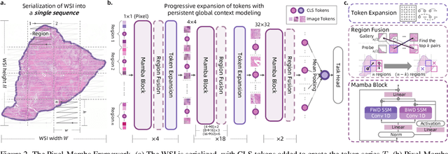 Figure 3 for From Pixels to Gigapixels: Bridging Local Inductive Bias and Long-Range Dependencies with Pixel-Mamba