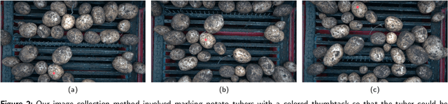 Figure 3 for High-throughput 3D shape completion of potato tubers on a harvester
