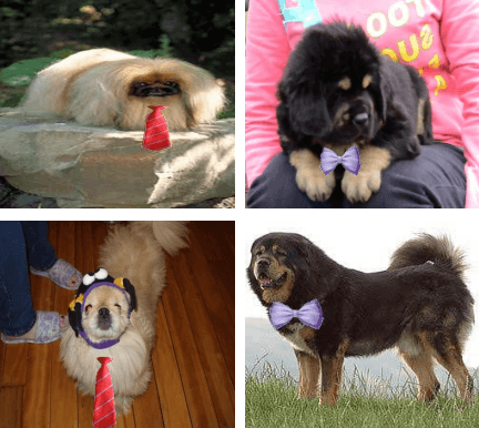 Figure 3 for Explanation is All You Need in Distillation: Mitigating Bias and Shortcut Learning