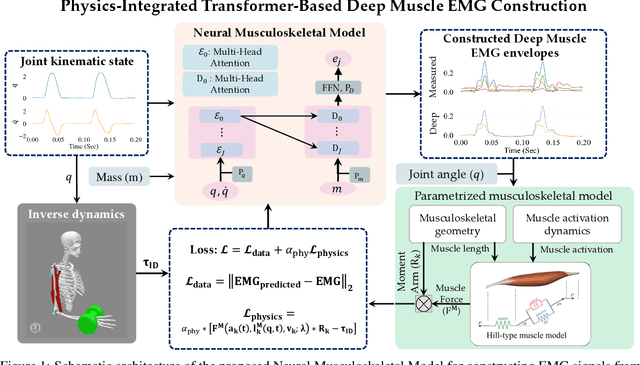 Figure 1 for Deep Muscle EMG construction using A Physics-Integrated Deep Learning approach