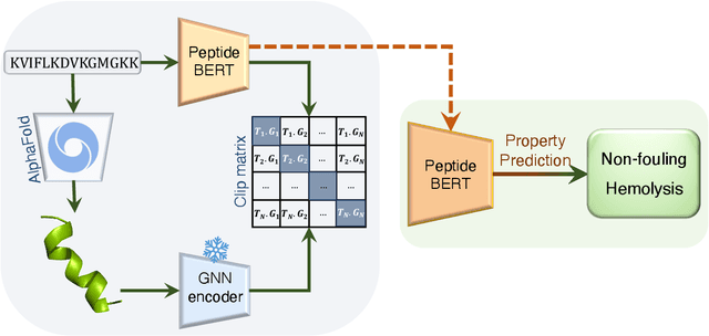 Figure 1 for Multi-Peptide: Multimodality Leveraged Language-Graph Learning of Peptide Properties