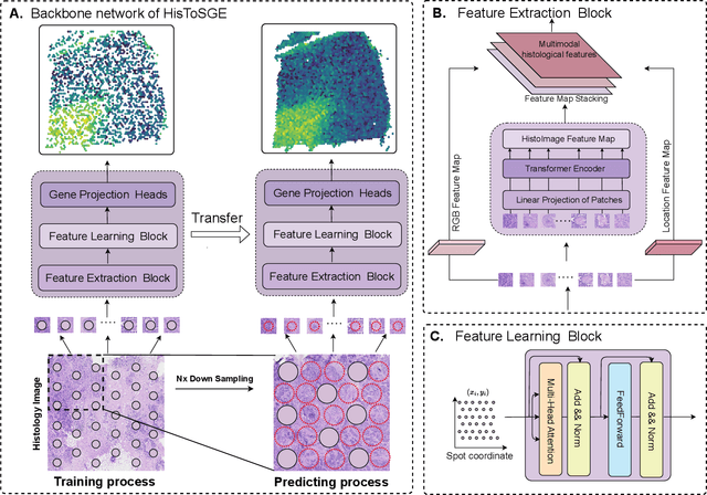 Figure 1 for High-Resolution Spatial Transcriptomics from Histology Images using HisToSGE