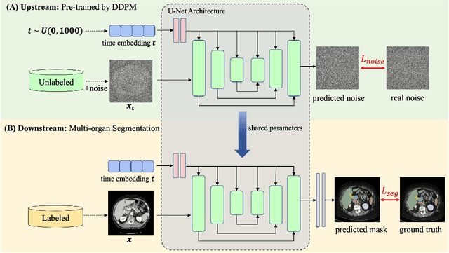 Figure 2 for Label-efficient Multi-organ Segmentation Method with Diffusion Model
