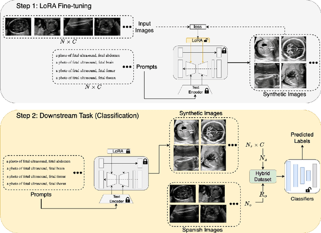 Figure 1 for Generative Diffusion Model Bootstraps Zero-shot Classification of Fetal Ultrasound Images In Underrepresented African Populations