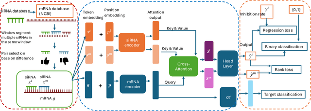 Figure 1 for siDPT: siRNA Efficacy Prediction via Debiased Preference-Pair Transformer