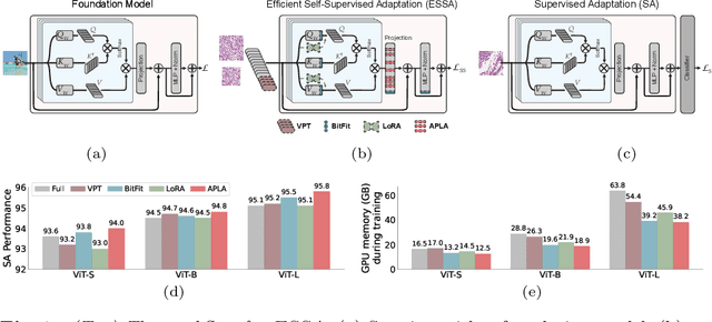 Figure 1 for Efficient Self-Supervised Adaptation for Medical Image Analysis