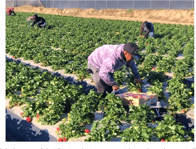 Figure 3 for Data-driven worker activity recognition and picking efficiency estimation in manual strawberry harvesting