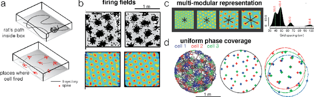 Figure 1 for Self-Supervised Learning of Representations for Space Generates Multi-Modular Grid Cells