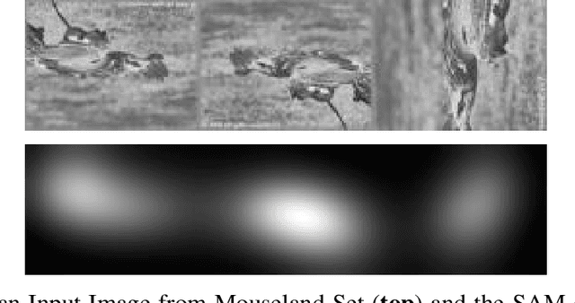 Figure 3 for Visual attention information can be traced on cortical response but not on the retina: evidence from electrophysiological mouse data using natural images as stimuli