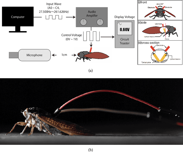 Figure 1 for Insect-Computer Hybrid Speaker: Speaker using Chirp of the Cicada Controlled by Electrical Muscle Stimulation