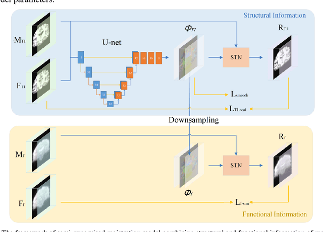 Figure 1 for A novel brain registration model combining structural and functional MRI information
