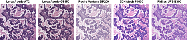 Figure 1 for SCORPION: Addressing Scanner-Induced Variability in Histopathology
