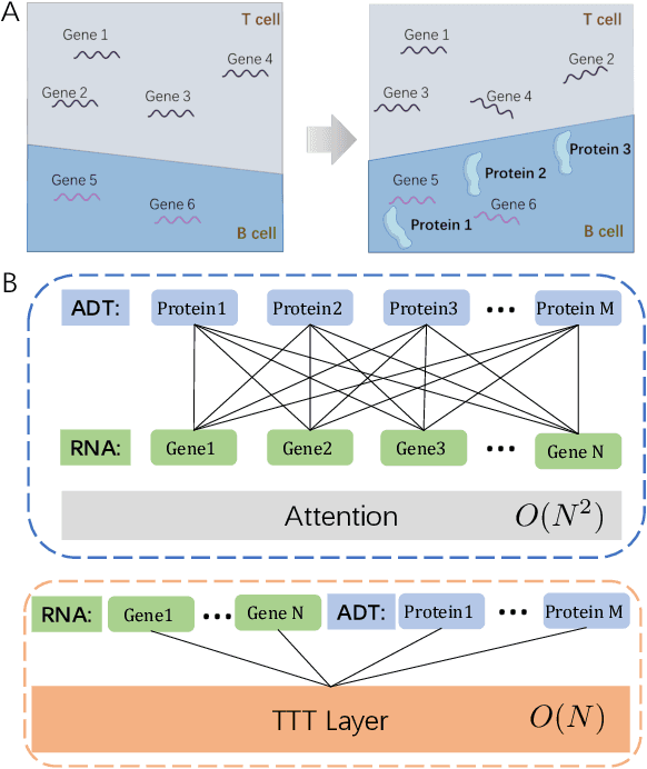 Figure 1 for scFusionTTT: Single-cell transcriptomics and proteomics fusion with Test-Time Training layers