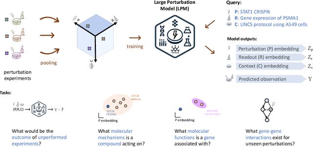 Figure 1 for In-silico biological discovery with large perturbation models