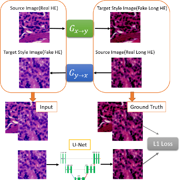 Figure 1 for H&E Stain Normalization using U-Net