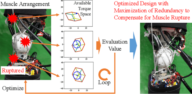 Figure 1 for Design Optimization of Musculoskeletal Humanoids with Maximization of Redundancy to Compensate for Muscle Rupture