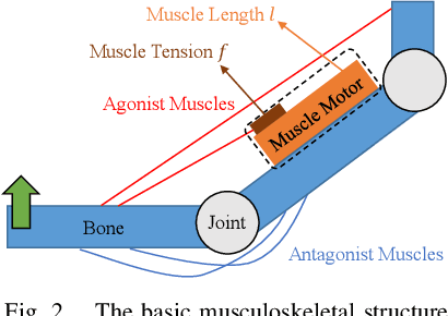 Figure 3 for Design Optimization of Musculoskeletal Humanoids with Maximization of Redundancy to Compensate for Muscle Rupture