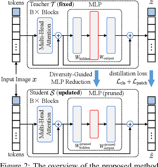 Figure 3 for Diversity-Guided MLP Reduction for Efficient Large Vision Transformers