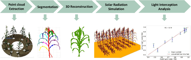 Figure 1 for Accessing the Effect of Phyllotaxy and Planting Density on Light Use Efficiency in Field-Grown Maize using 3D Reconstructions