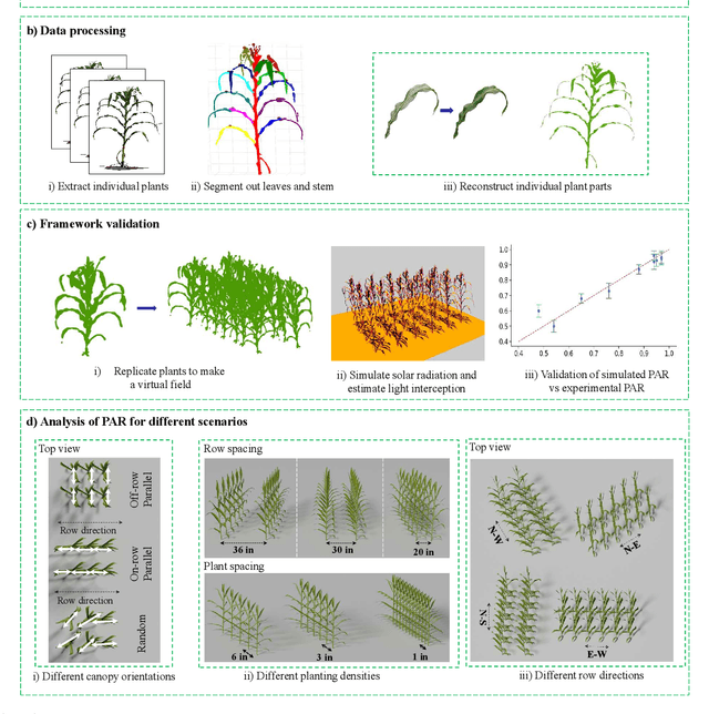 Figure 2 for Accessing the Effect of Phyllotaxy and Planting Density on Light Use Efficiency in Field-Grown Maize using 3D Reconstructions