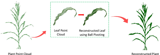 Figure 3 for Accessing the Effect of Phyllotaxy and Planting Density on Light Use Efficiency in Field-Grown Maize using 3D Reconstructions