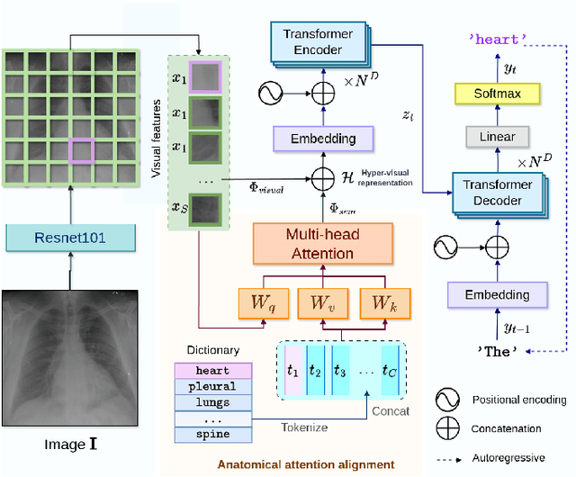 Figure 1 for Anatomical Attention Alignment representation for Radiology Report Generation