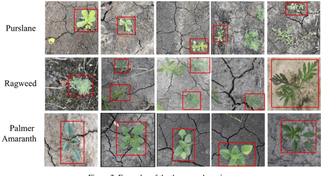 Figure 2 for Stable diffusion for Data Augmentation in COCO and Weed Datasets
