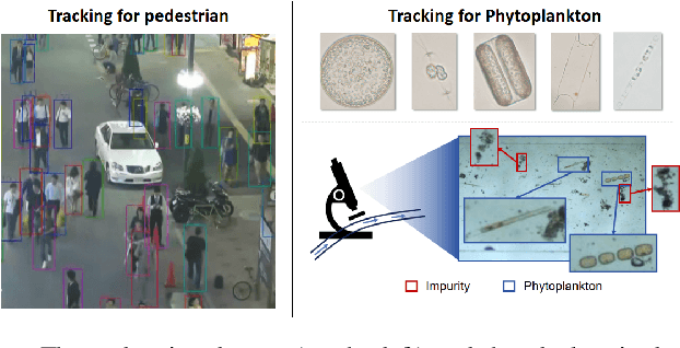 Figure 1 for PhyTracker: An Online Tracker for Phytoplankton