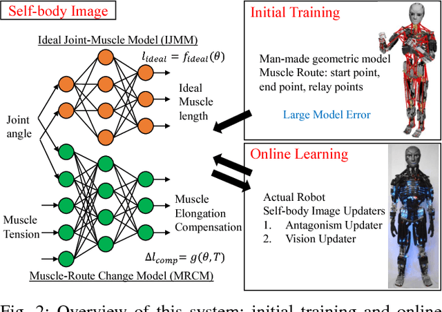Figure 2 for Online Self-body Image Acquisition Considering Changes in Muscle Routes Caused by Softness of Body Tissue for Tendon-driven Musculoskeletal Humanoids