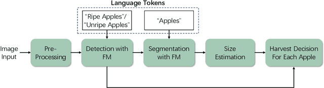 Figure 3 for Foundation Model-Based Apple Ripeness and Size Estimation for Selective Harvesting