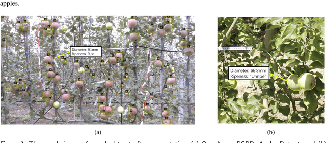 Figure 4 for Foundation Model-Based Apple Ripeness and Size Estimation for Selective Harvesting