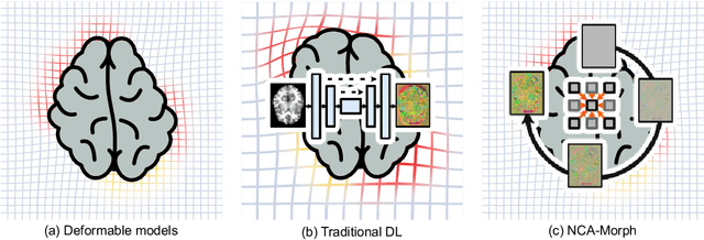 Figure 1 for NCA-Morph: Medical Image Registration with Neural Cellular Automata