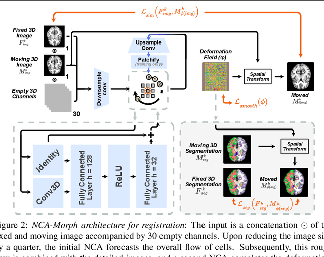 Figure 3 for NCA-Morph: Medical Image Registration with Neural Cellular Automata