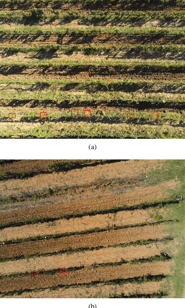 Figure 1 for Automating grapevine LAI features estimation with UAV imagery and machine learning