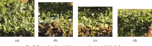 Figure 2 for Automating grapevine LAI features estimation with UAV imagery and machine learning