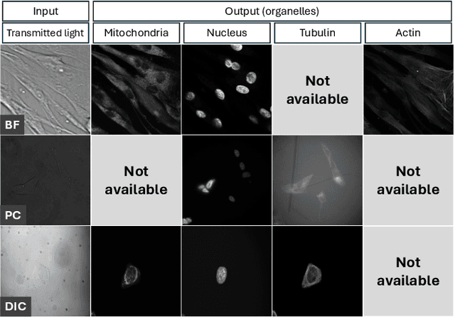 Figure 1 for Predicting fluorescent labels in label-free microscopy images with pix2pix and adaptive loss in Light My Cells challenge
