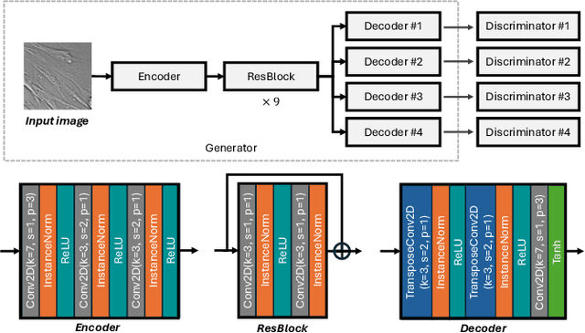 Figure 4 for Predicting fluorescent labels in label-free microscopy images with pix2pix and adaptive loss in Light My Cells challenge