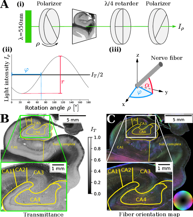 Figure 1 for Analyzing Regional Organization of the Human Hippocampus in 3D-PLI Using Contrastive Learning and Geometric Unfolding