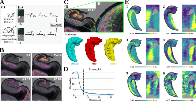 Figure 3 for Analyzing Regional Organization of the Human Hippocampus in 3D-PLI Using Contrastive Learning and Geometric Unfolding