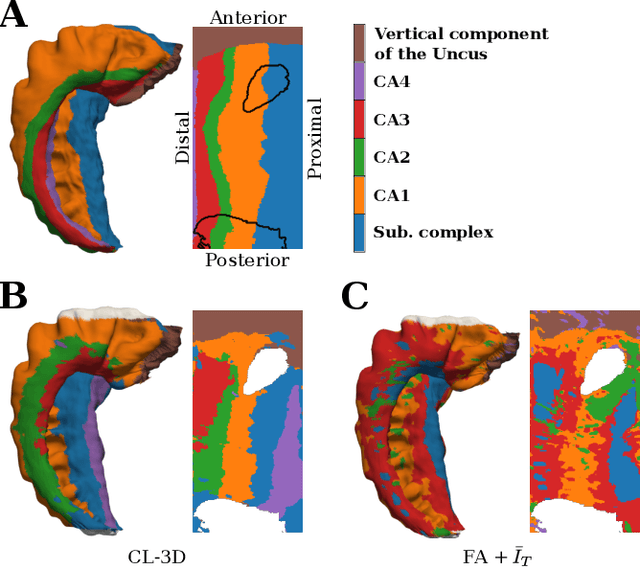 Figure 4 for Analyzing Regional Organization of the Human Hippocampus in 3D-PLI Using Contrastive Learning and Geometric Unfolding