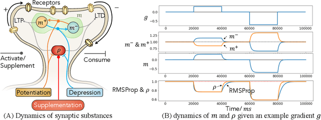 Figure 1 for Synaptic Dynamics Realize First-order Adaptive Learning and Weight Symmetry