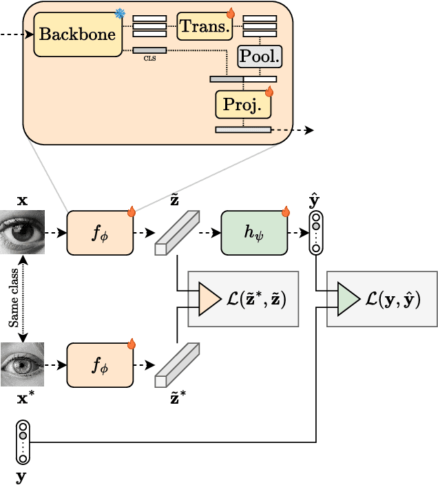 Figure 1 for TwinTURBO: Semi-Supervised Fine-Tuning of Foundation Models via Mutual Information Decompositions for Downstream Task and Latent Spaces