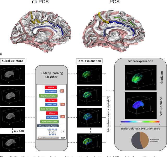 Figure 3 for A 3D explainability framework to uncover learning patterns and crucial sub-regions in variable sulci recognition