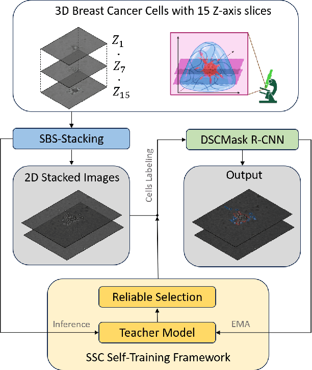 Figure 1 for Blurry-Consistency Segmentation Framework with Selective Stacking on Differential Interference Contrast 3D Breast Cancer Spheroid