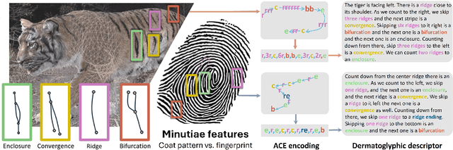 Figure 1 for Visual-textual Dermatoglyphic Animal Biometrics: A First Case Study on Panthera tigris