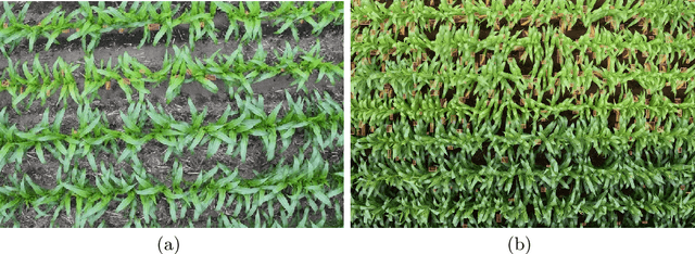 Figure 1 for Identification of Abnormality in Maize Plants From UAV Images Using Deep Learning Approaches