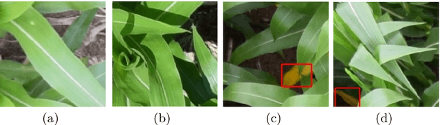 Figure 3 for Identification of Abnormality in Maize Plants From UAV Images Using Deep Learning Approaches